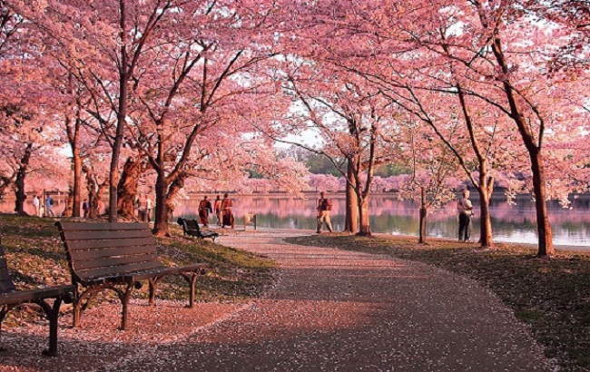 Khám phá công viên quốc gia Shinjuku Gyoen ở Nhật Bản - Dịch Vụ Xin Visa  Trọn Gói Uy Tín