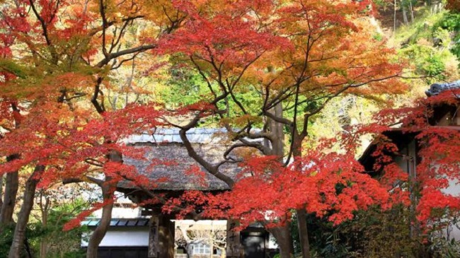 mùa thu lá đỏ Nhật Bản 3