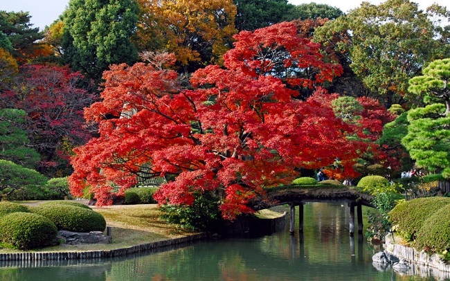 mùa thu lá đỏ Nhật  Bản 4