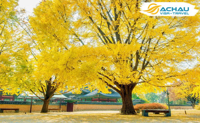 mùa thu Hàn Quốc 5