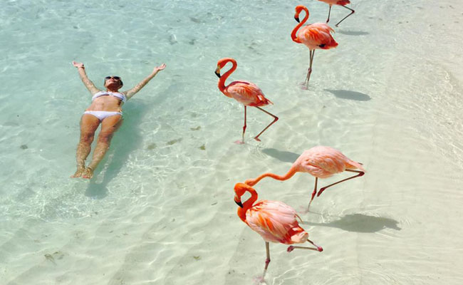 bai bien Flamingo