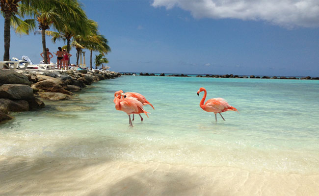  Màu nước biển xanh ngắt, tiếng sóng vỗ rì rào và sự xuất hiện của những con chim hồng hạc cực bắt mắt và dạn dĩ khiến bạn nhanh chóng quên đi cái nắng hè oi ả. 