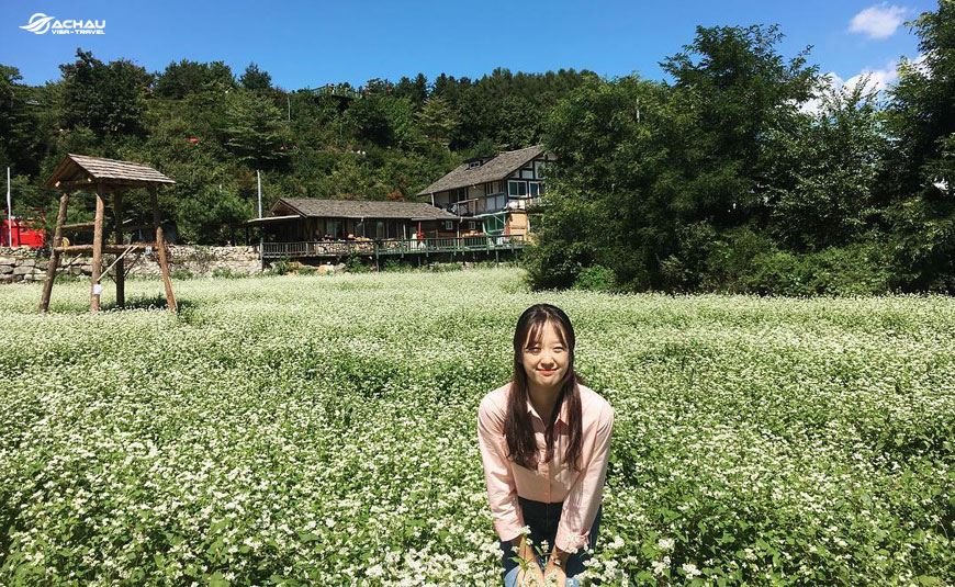 Du lịch Hàn Quốc để có cơ hội tham gia lễ hội hoa Kiều mạch