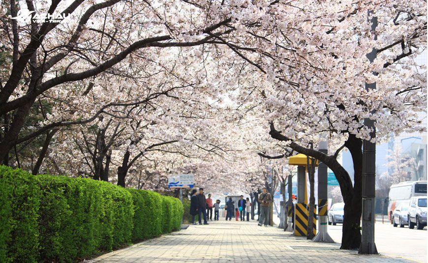 lễ hội hoa anh đào Hàn Quốc 3