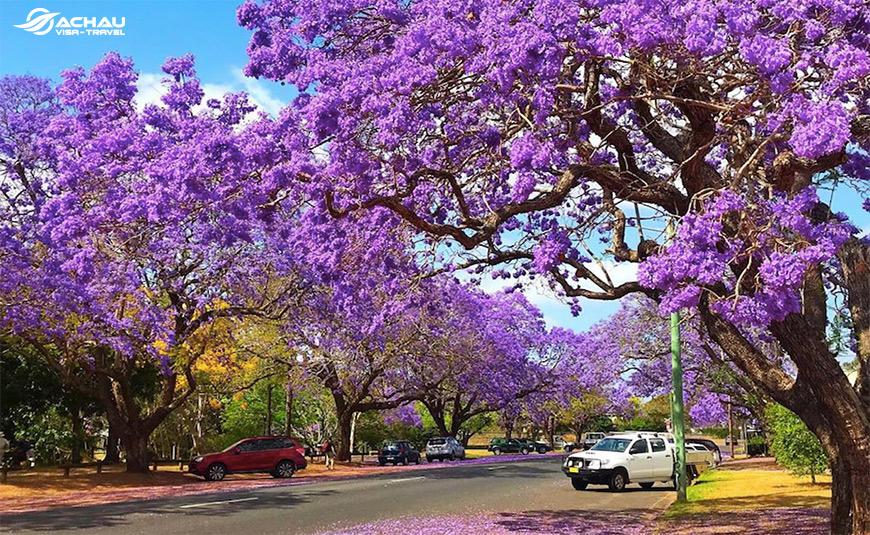 Trải nghiệm mùa xuân vào tháng 11 trên đất nước Úc