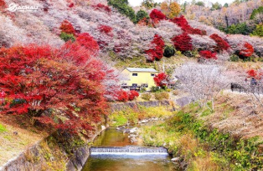 Du lịch Nhật Bản vào mùa thu có thể tham gia vào những lễ hội nào?