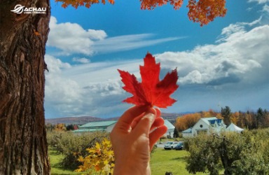 Lá phong – Canada và những điều bạn chưa biết