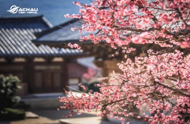 Nên đi du lịch Hàn Quốc, Nhật Bản hay Đài Loan để ngắm hoa anh đào?