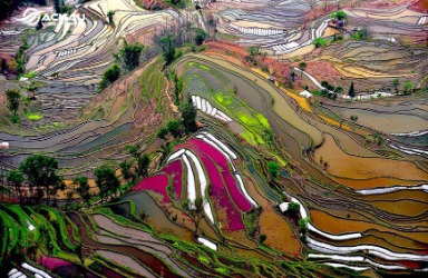 Ruộng bậc thang Hani Hồng Hà đa màu sắc ở Trung Quốc