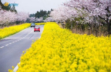 Tại sao phải đi du lịch Hàn Quốc vào mùa xuân?