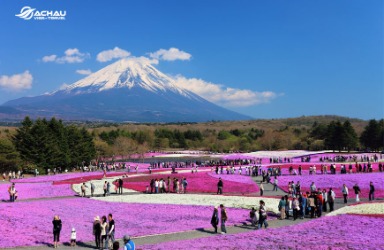 Tìm hiểu về lễ hội Fuji Shibazakura ở Nhật Bản