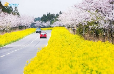 Tổng hợp thông tin về 5 lễ hội hoa anh đào ở Hàn Quốc